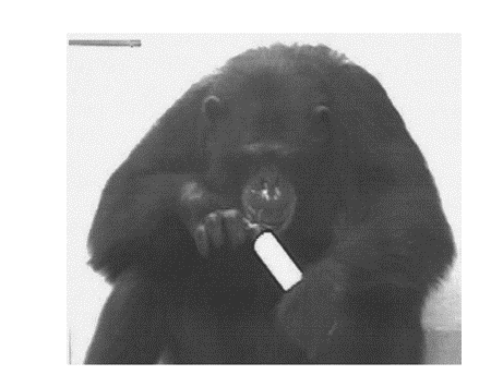 Chimp and Tube