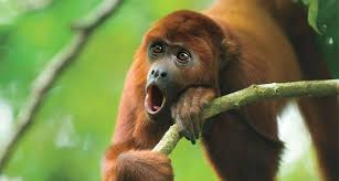 Howler