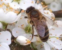 Welsh bees